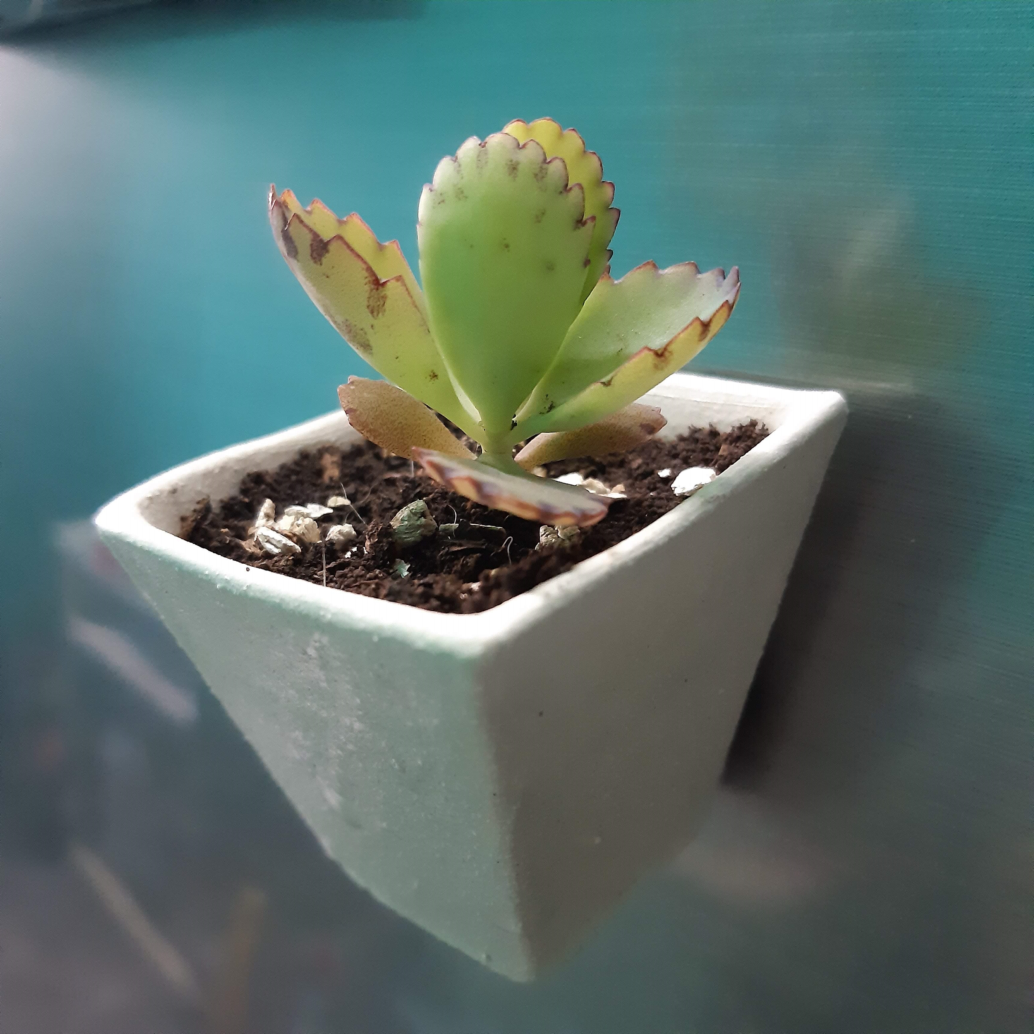 Mini Maceta