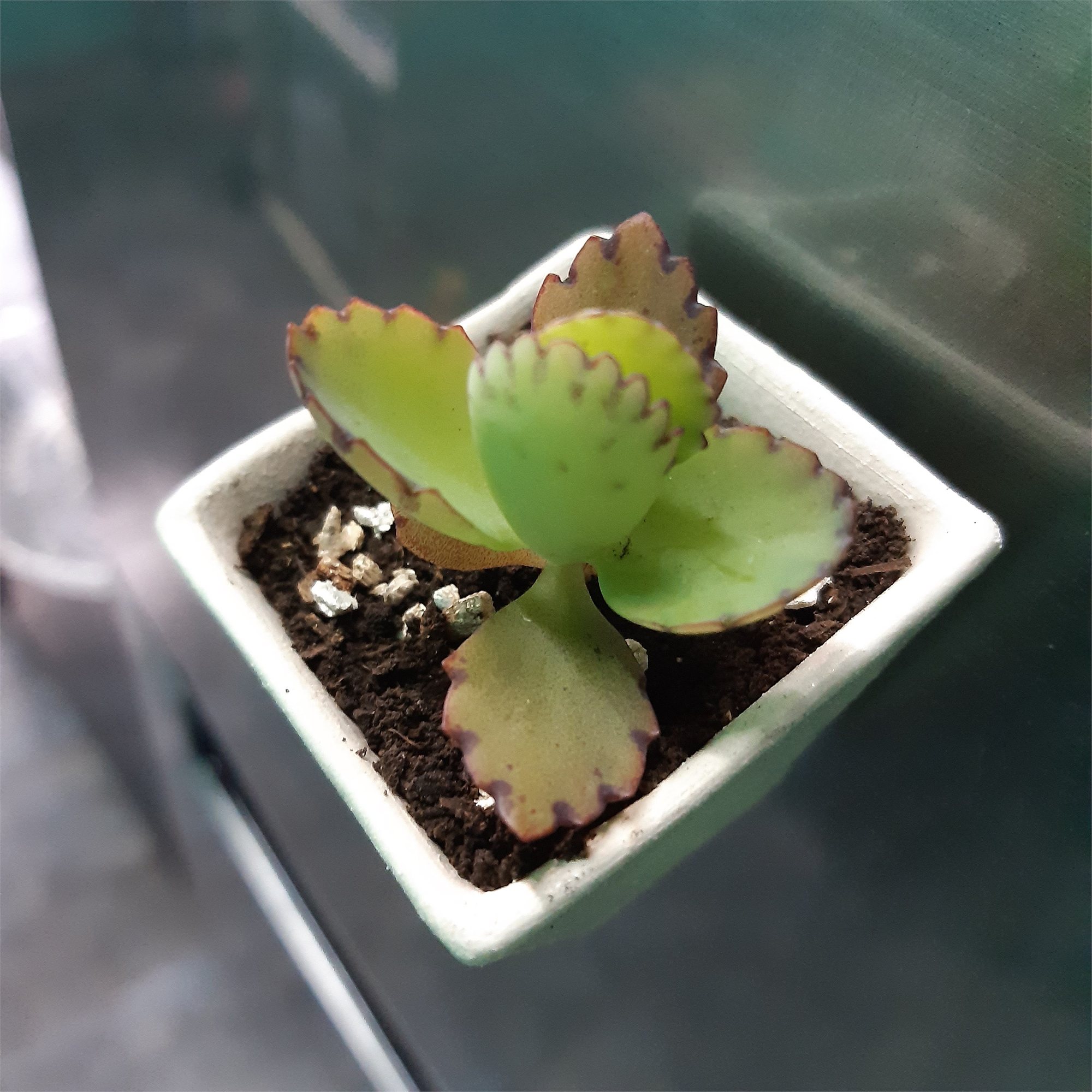 Mini Maceta
